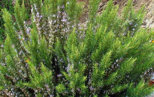 Rosmarinus officinalis  camphre